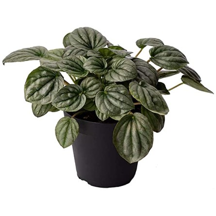 Peperomia-Radiator Plant 